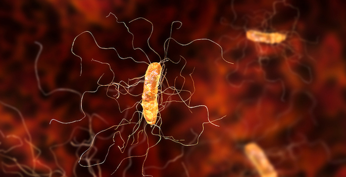 Clostridium difficile bacterium, 3D illustration
