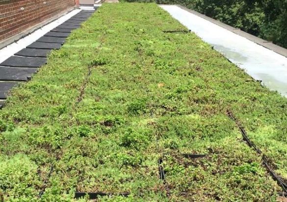 The green roof on the third floor of Rand, outside the wall of windows and across from the Anchor. (SEMO/Vanderbilt University)