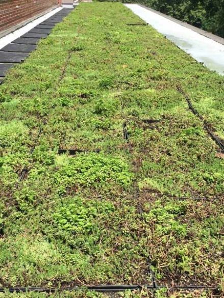 The green roof on the third floor of Rand, outside the wall of windows and across from the Anchor. (SEMO/Vanderbilt University)