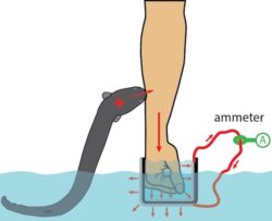 eel hand diagram