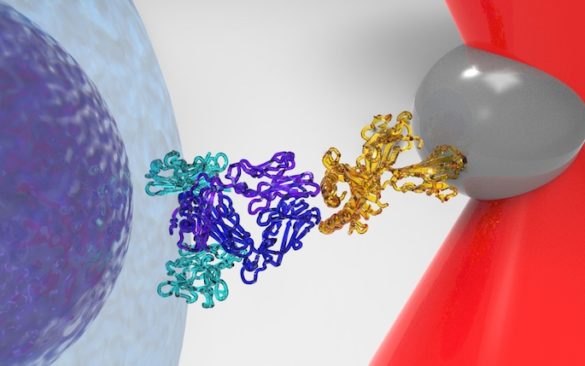 diagram of cells interacting