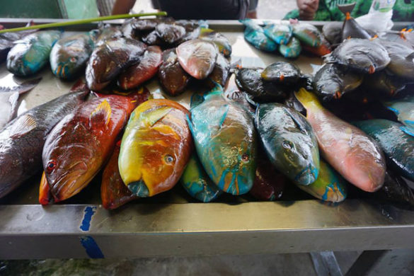 "Everything about Samoa is colorful, even the fish market" by Connie Tsai