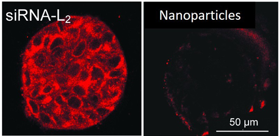 This microscopy photo demonstrates penetration of a fluorescent-labeled siRNA-L2 vs. synthetic nanoparticles into a three-dimensional tumor sample. (Vanderbilt University)