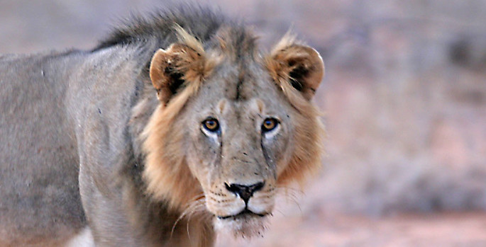 photo of a lion