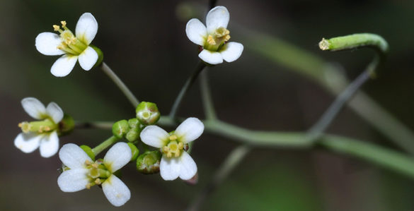 close-up photo of tiny white flower