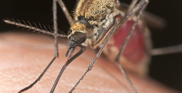 mosquito closeup