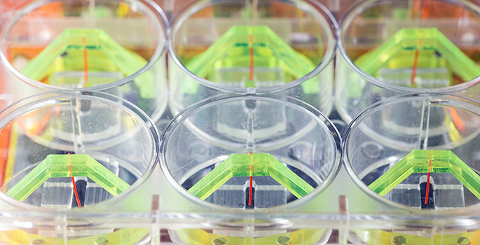 tiny petri dishes with wires in them