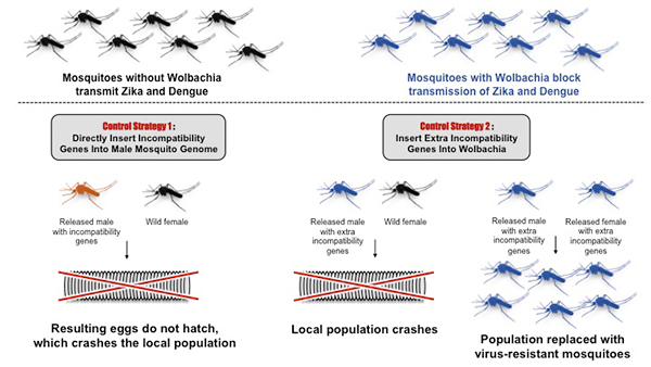 Mosquito Population Chart