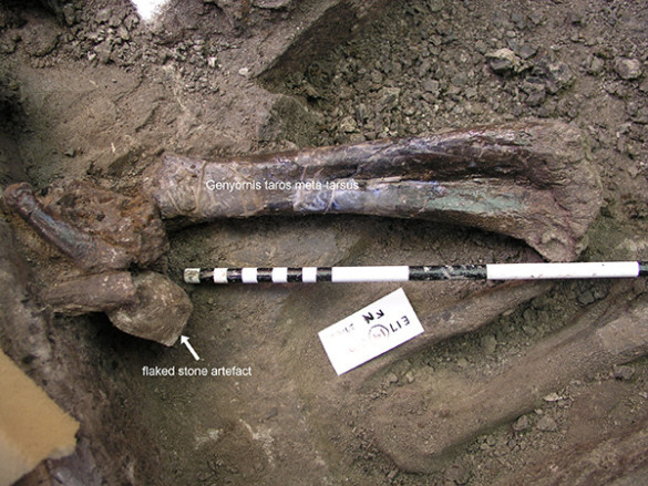 fossil lying in situ in the dirt with measuring stick next to it for reference