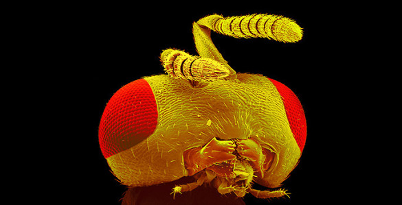 microscopic photo of wasp