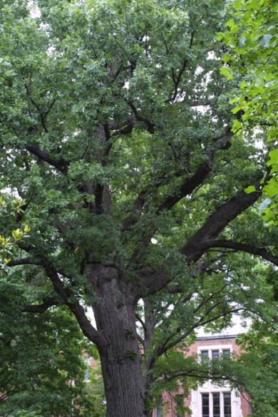 The Bicentennial Oak (Steven Baskauf/Vanderbilt)