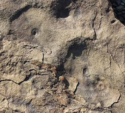 The disc-like fossils are the preserved remains of holdfast structures used by the Ediacaran species aspidella that went extinct about a million years after these individuals died and were preserved. (Simon Darroch / Vanderbilt)