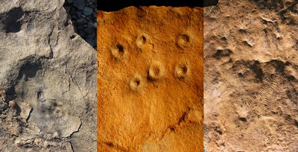 Fossils from Zaris site in Namibia: left, the discs are fossil remains of the holdfast structures that were holdfast structures for an Ediacaran species called aspidella; middle, bumps on the rock surface are the remains of burrows, called conichnus burrows, that were originally inhabited by anemone-like animals that may have fed on Ediacaran larvae; right, odd annulated and ribbon-like fossils that represent mysterious early animals (likely ecosystem engineers) called shaanxilithes. (Simon Darroch / Vanderbilt)