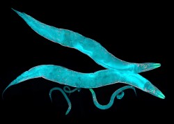 The transparent roundworm Caenorhabditis elegans (C. elegans for short) is a widely used animal model for exploring the basic processes in the development and behavior of multi-cellular organisms, including humans. (iStock)