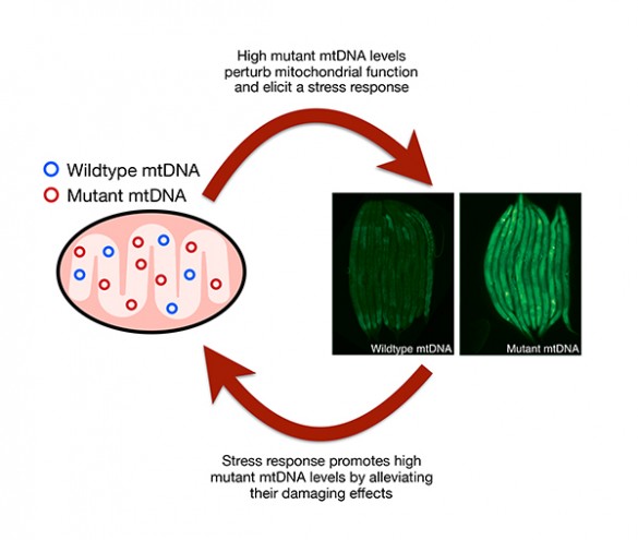 Illustration of how mutant mtDNA use one of the cell's repair mechanisms to proliferate. (Patel Lab, Vanderbilt)