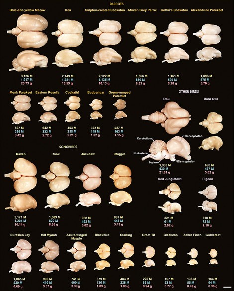 The collection of avian brains that the scientists analyzed. For each species, the total number of neurons (in millions) in their brains is shown in yellow, the number of neurons (in millions) in their forebrains (pallium) is shown in blue and their brain mass (in grams) is shown in red. The scale bar in the lower right is 10 mm. (Courtesy of Herculano-Houzel)