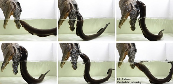 sequence of leaping eel attack