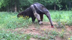 A giant anteater at the Nashville Zoo reaches for its treat.