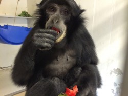 A siamang gibbon enjoys a Vanderbilt Commencement strawberry at the Nashville Zoo.