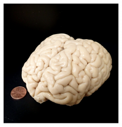 coconut-sized brain next to a penny for scale