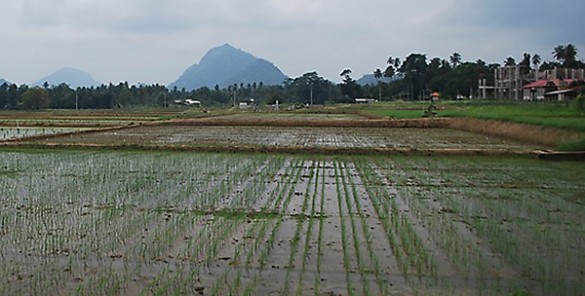 rice paddy