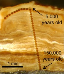 pedothem cross section