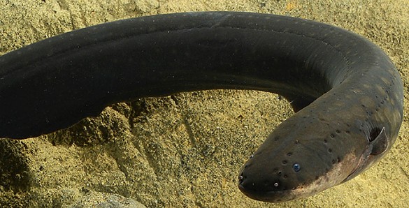 close up of electric eel