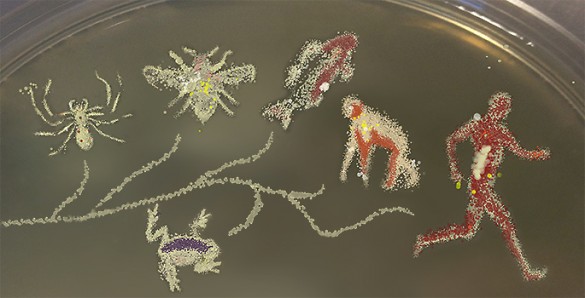 illustration of evolutionary branches of the tree of life using different color bacteria in petri dish