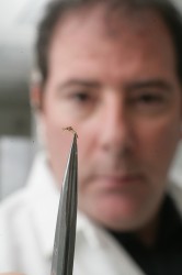 Zwiebel holding a mosquito with tweezers