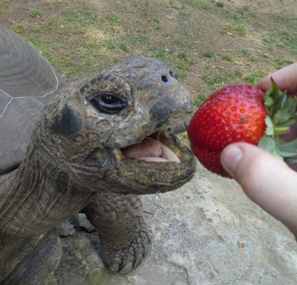 Strawberries left over from Commencement 2015 were donated to tortoises at the Nashville Zoo.