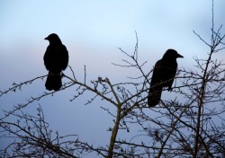 Over the past several weeks, an increasing buildup of crows has been observed in the trees along 21st Avenue South and West End Avenue, near Warren and Moore Colleges. 