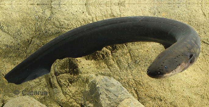 electric eel in tank