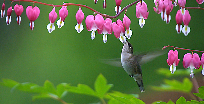 Hummingbird with flowers