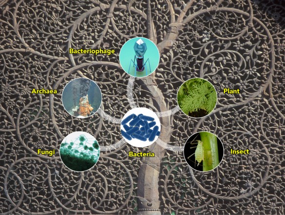 bacterial family tree concept