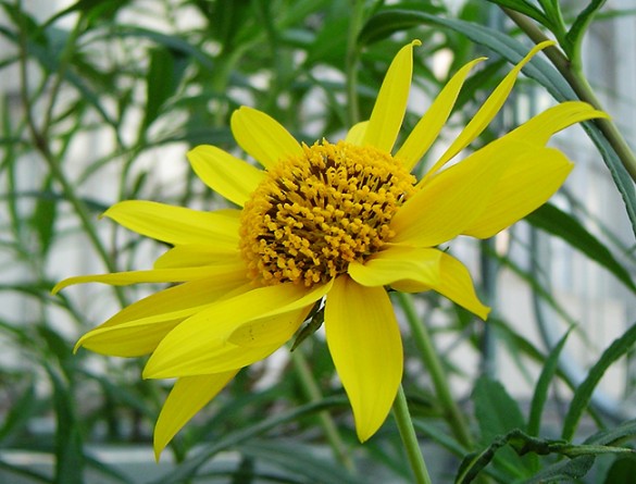 close-up of flower