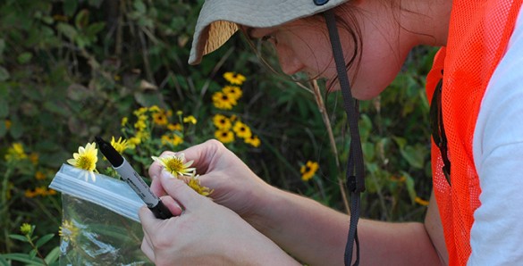 Jennifer inspecting a flower in the field