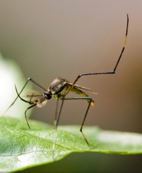 mosquito on leaf