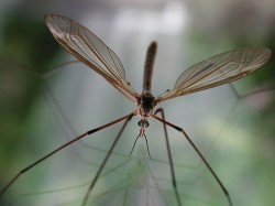 Crane fly closeup