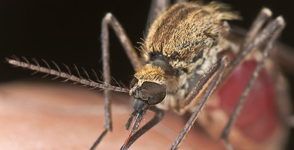 mosquito feeding on skin