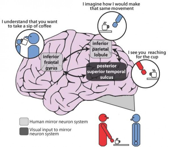 Brain with systems labeled