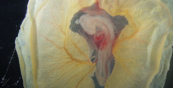 chick embryo