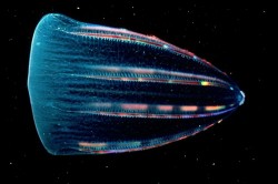 Ctenophore Beroe forskalii