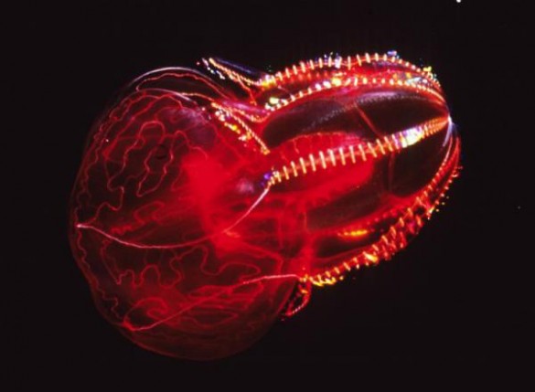 Red lobate ctenophore. (Wikipedia Commons)