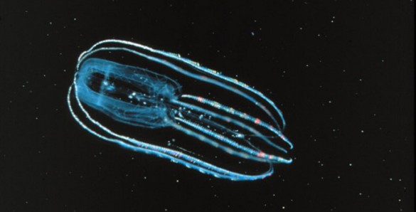 Ctenophore Bolinopsis infundibulum