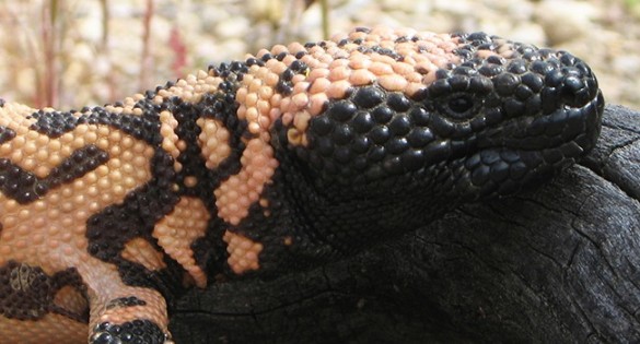 Gila monster