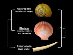 Shells compared