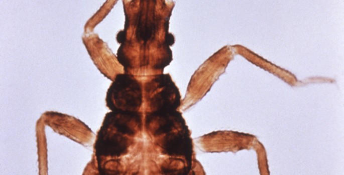 Cure in sight for kissing bug’s bite