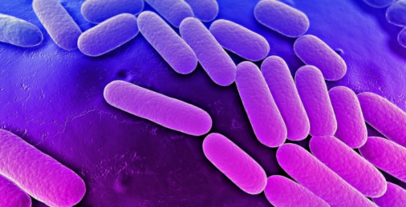 Pneumonia bacteria