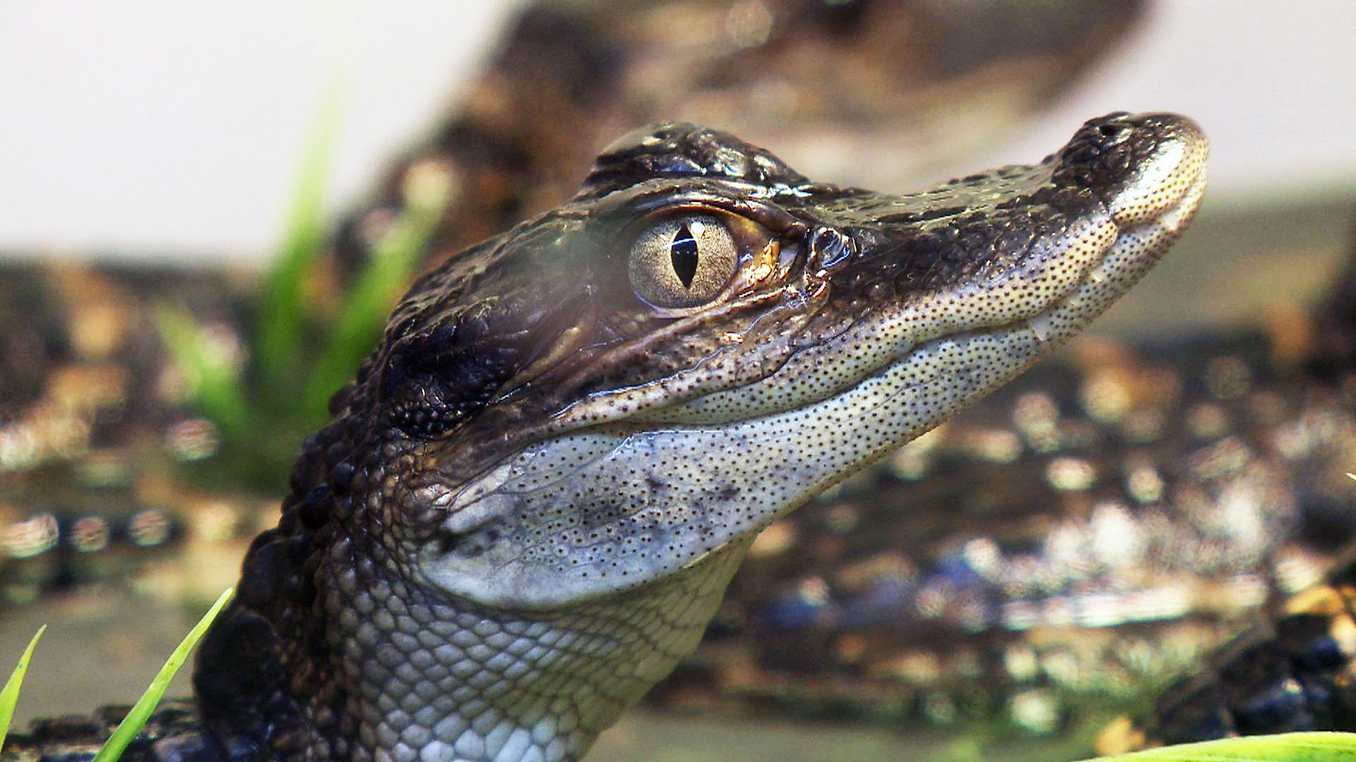 Despite their thick skins, alligators and crocodiles are surprisingly  touchy