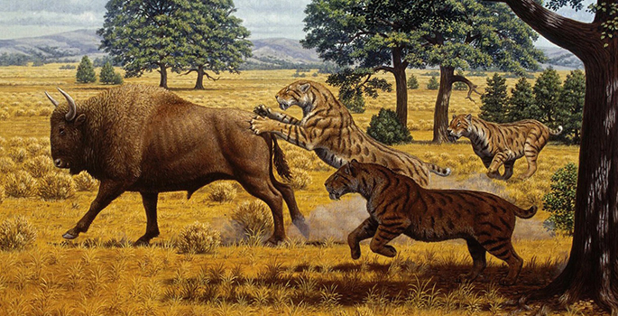 Smilodon and bison